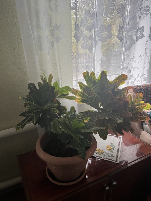 Продажа  Кротон Торг