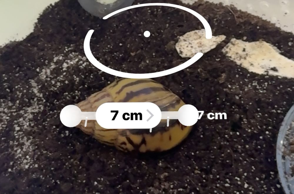 Ślimak afrykański Achatina Achatina Nigeria Standard