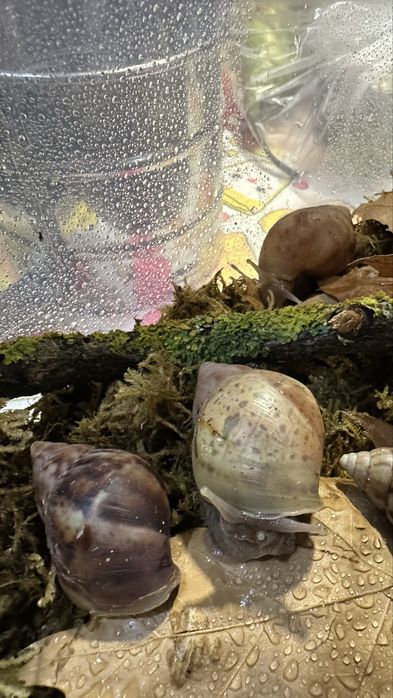 Slimaki Achatina Fulica Standard