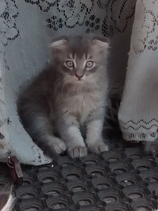 Вислоухие пушистые котята