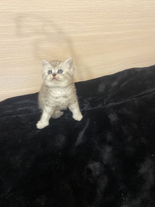 Шотландские котята