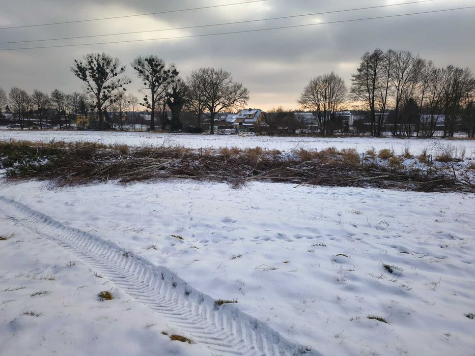 Gałęzie - Sosna, brzoza