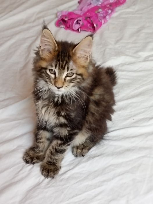 Última gatinha tabby