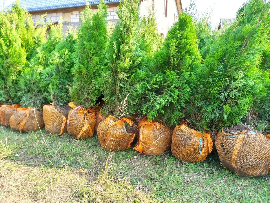 Tuja Thuja SZMARAGD z gruntu! 80-100 cm Gęsta! Polski produkt