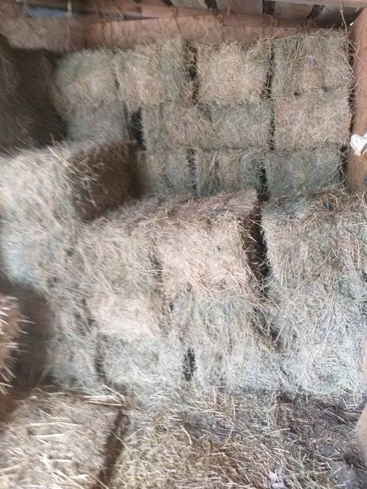 Люцерна(тюкована)