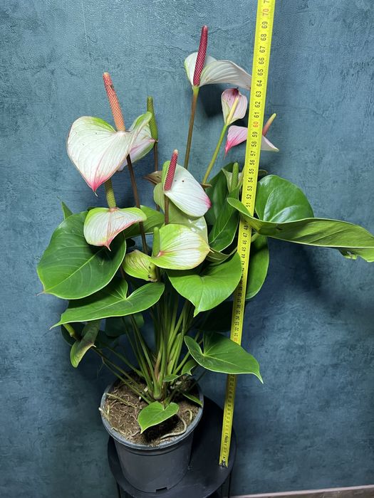 Антуріум Принцеса Амалія h 80 см