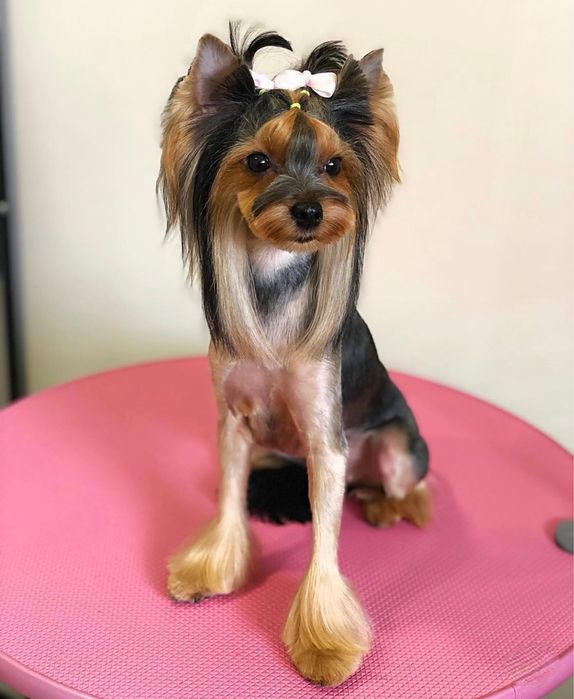 Dog Style / грумінг-салон/ грумер / стрижка собак та котів