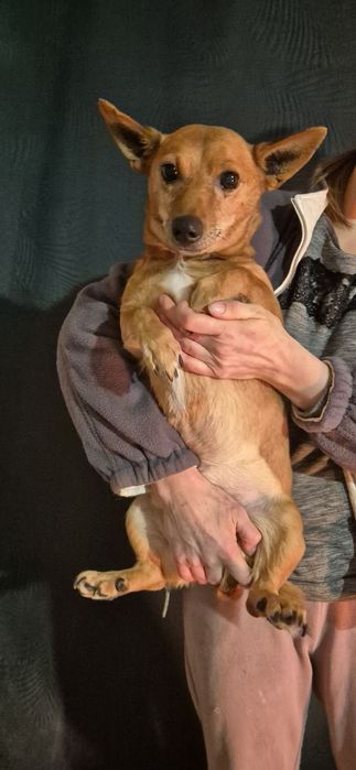 0 mały piesek około 5 lat