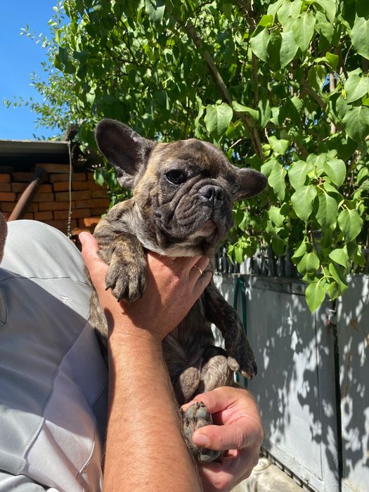 Французький бульдог