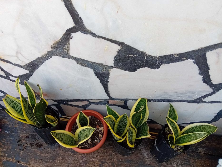 Planta - Espada de São Jorge
