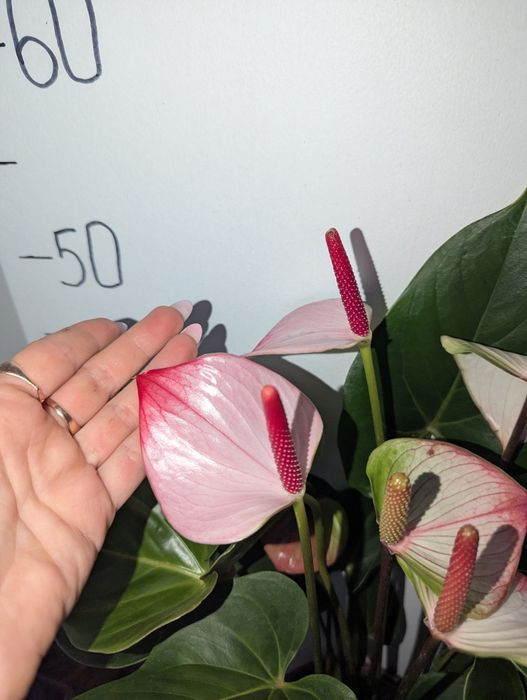 Антуріум, антуріум Лілі Lilli