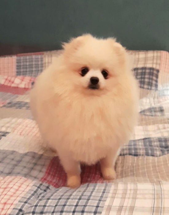 Померанский шпиц в белоснежной шубке приглашает невест