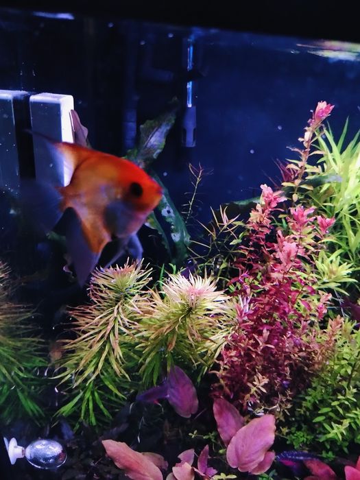 Skalary Koi/Red Devil