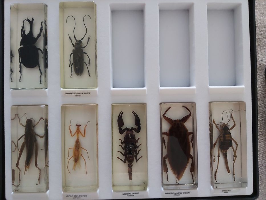 Coleção Dos Bichos(2 caixas completas e uma semi)