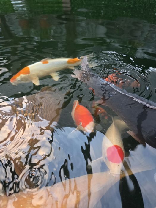 Carpas koi japonesas