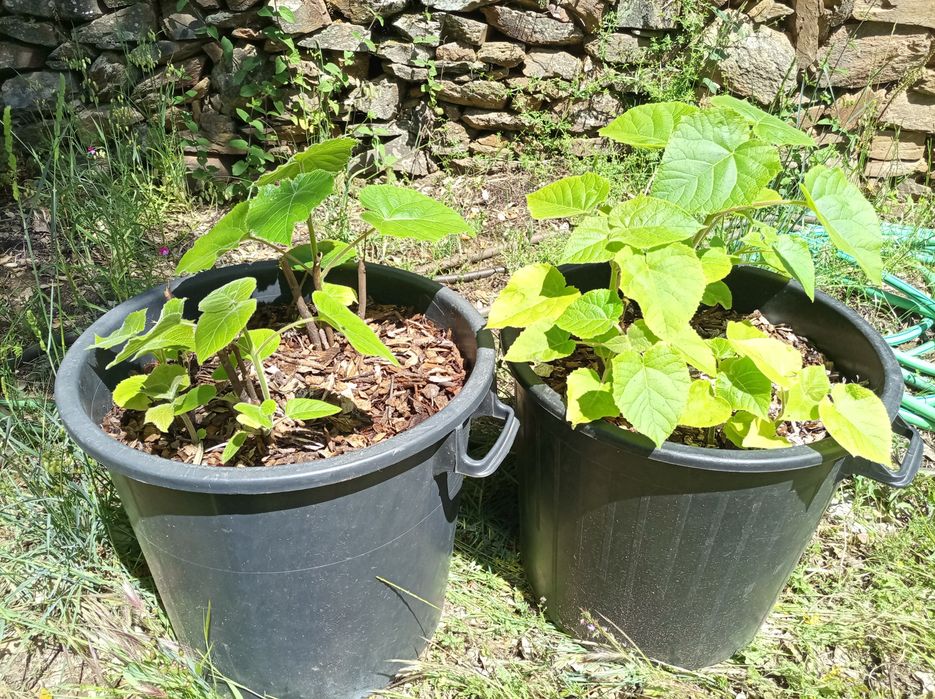 Paulownia elongata hybrids and other plants