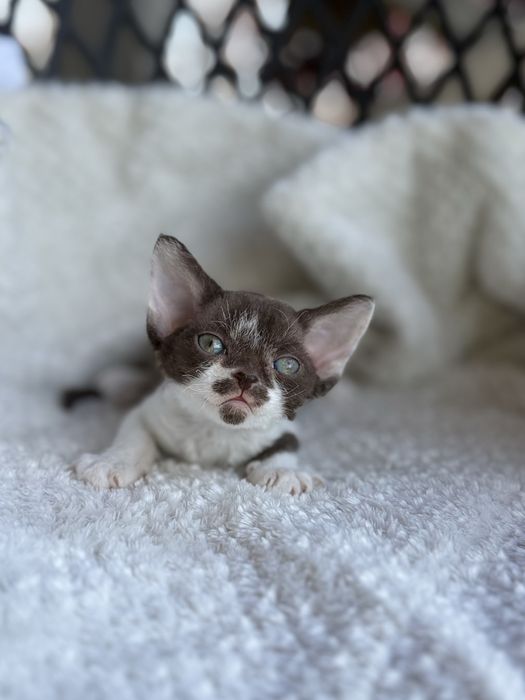 Kotka Devon Rex - Oshi