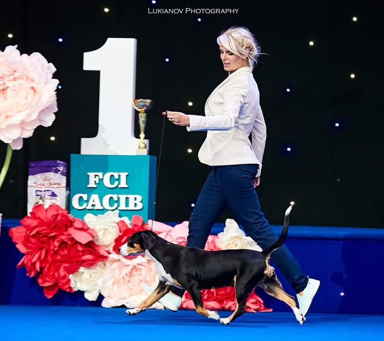 Ентлебухер зенненхунд Olymp! Майбутній чемпіон! Fci entlebucher