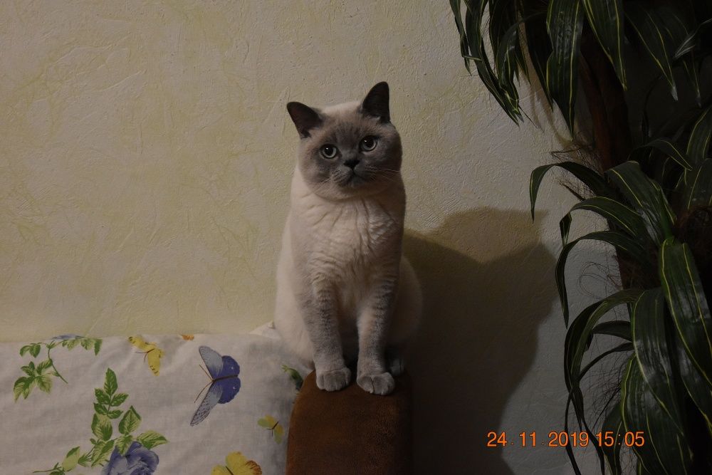 Шотландський прямовухий котик запрошує на в'язку
