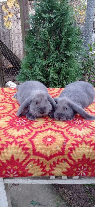 Міняю кролики та кури на зерно