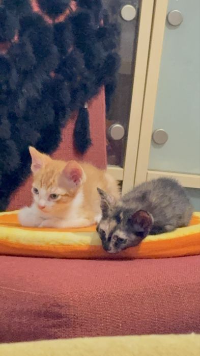 Gatos para adoção