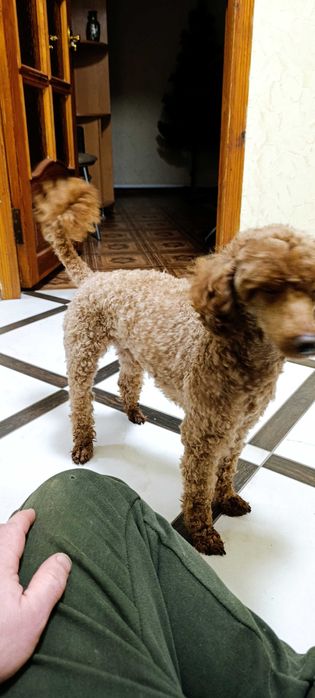 Вязка той пудель.