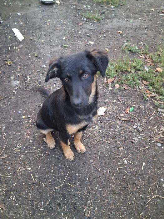 Собачки в добрі руки, маленька дівчинка