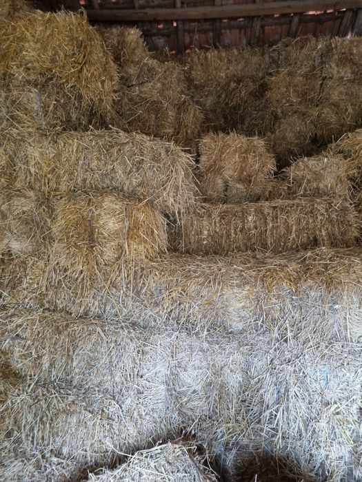 Fardos feno nascidiço 2025