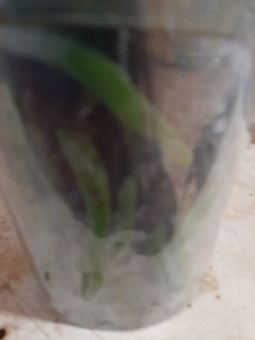 Орхідеї  подарункові