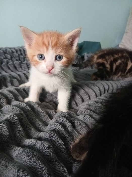 Oddam kotki w dobre ręce