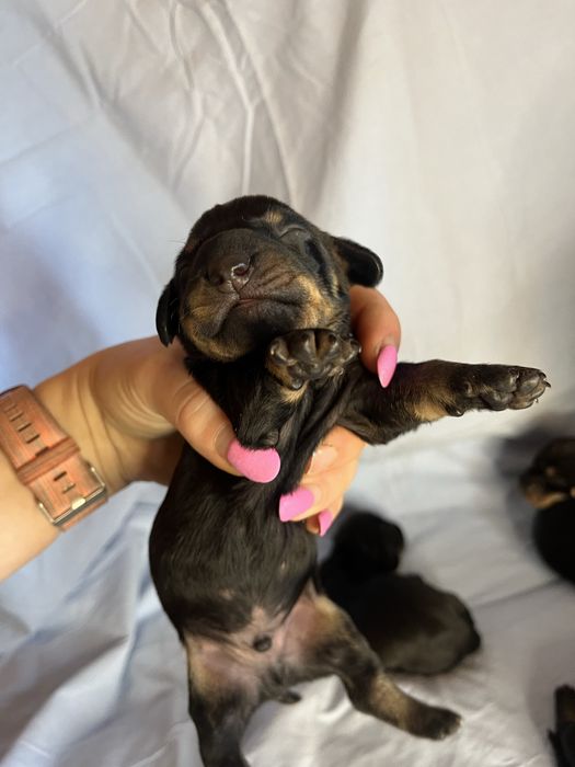 Відкриті до броні цуцики такси