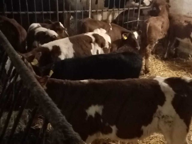 Sprzedam cielaki każda ilość