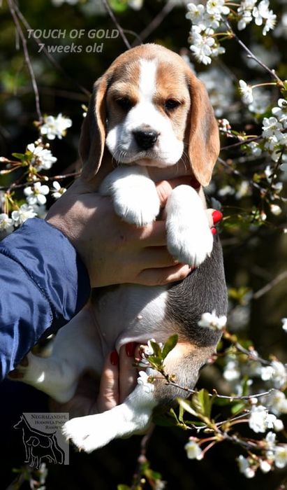 Beagle sunia gotowa do odbioru
