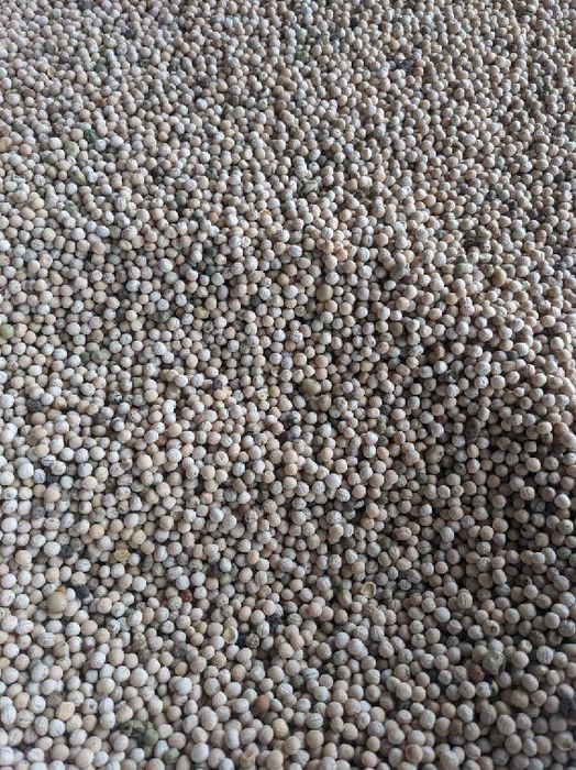 Sprzedam groch siewny 2025