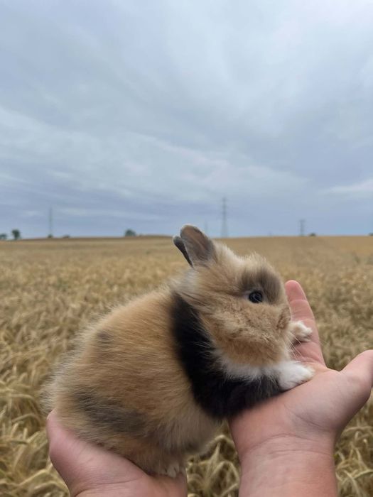 Króliczki miniaturki