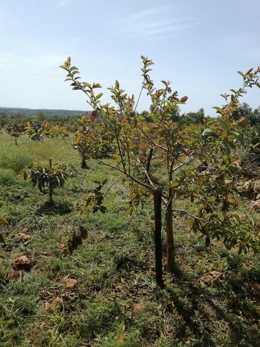 Terreno para venda em Silves com agua de furo e eletricidade