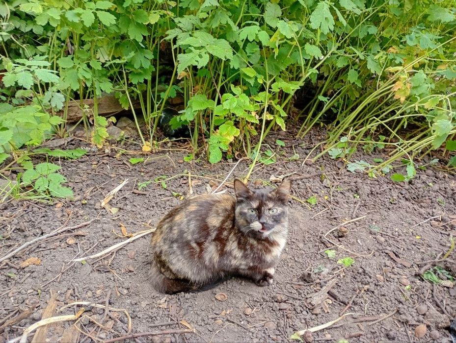Грайливі кошнята шукають люблячу родину