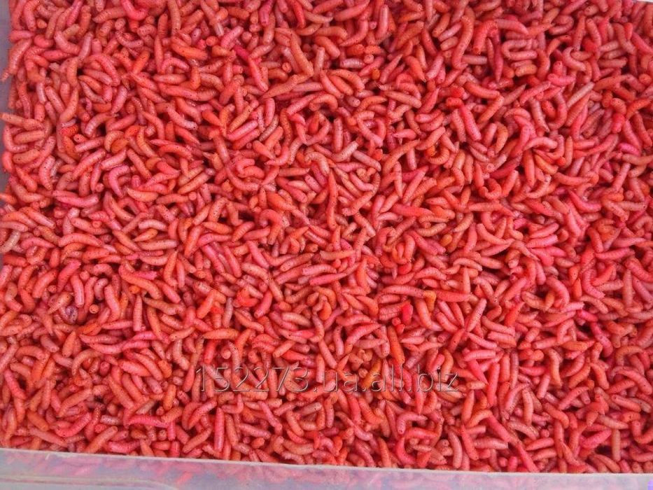 Опарыш красный и белый, пинка, червь, мотыль.(опариш,мотиль дендробена ...