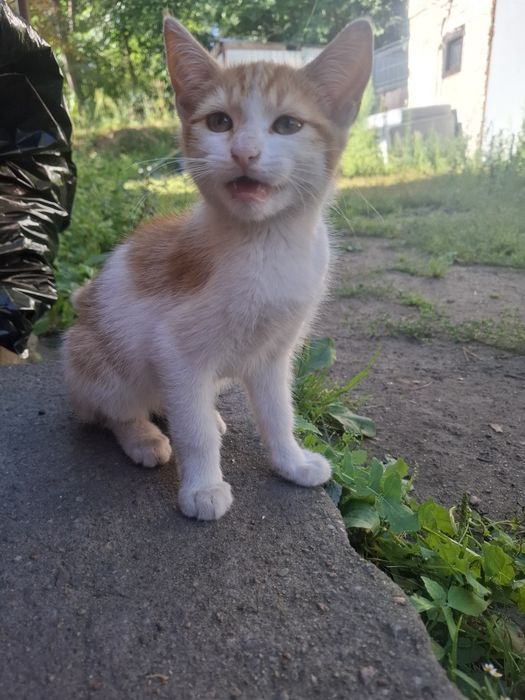 Oddam koty za darmo .