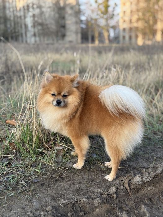 Немецкий шпиц хочет жениться