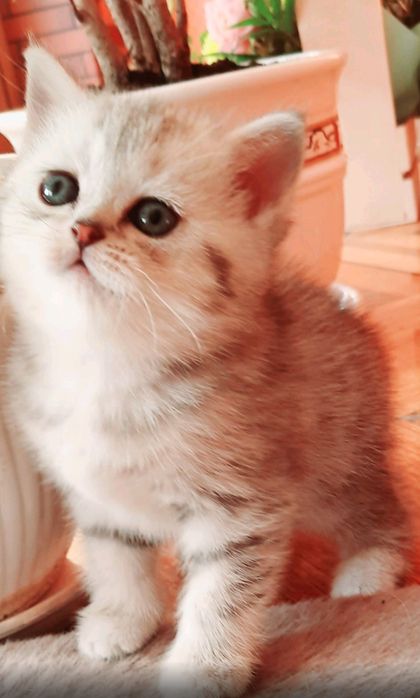 Опытный кот серебристой британской шиншиллы  приглашает