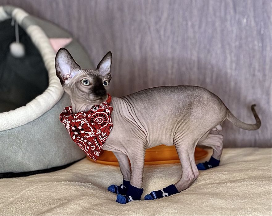 Канадский сфинкс клуб родословная WCF документы доскавка заграницу