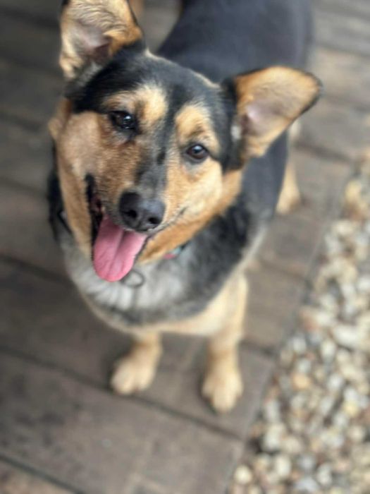 Niesamowicie przyjacielska cudowna sunia adoptuj