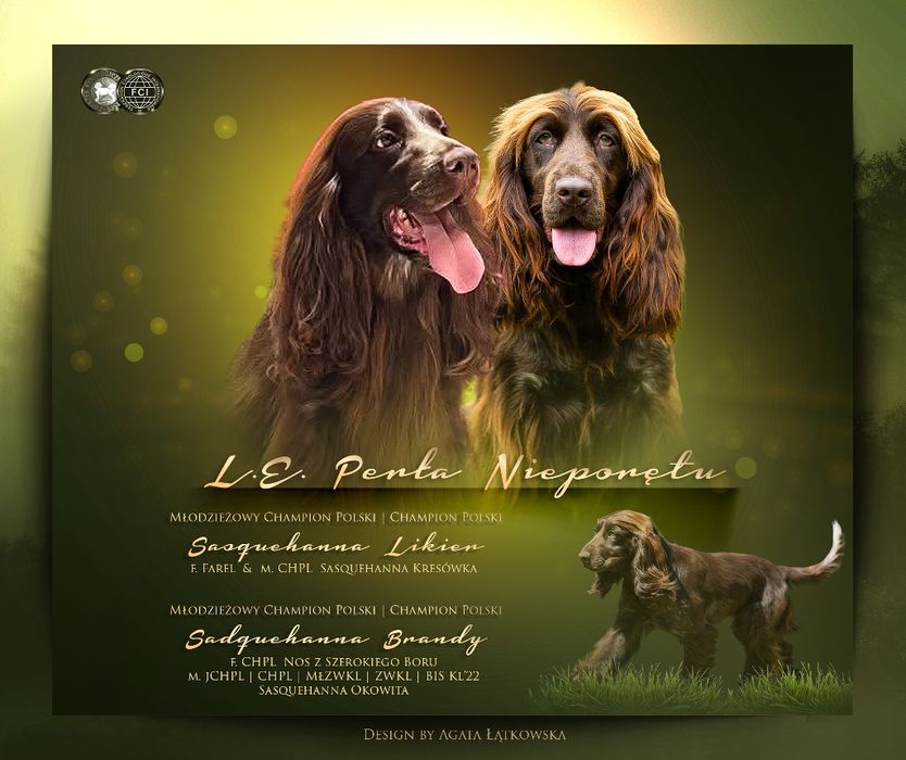 Polski Spaniel Myśliwski Piesek Zkwp Fci Warszawa