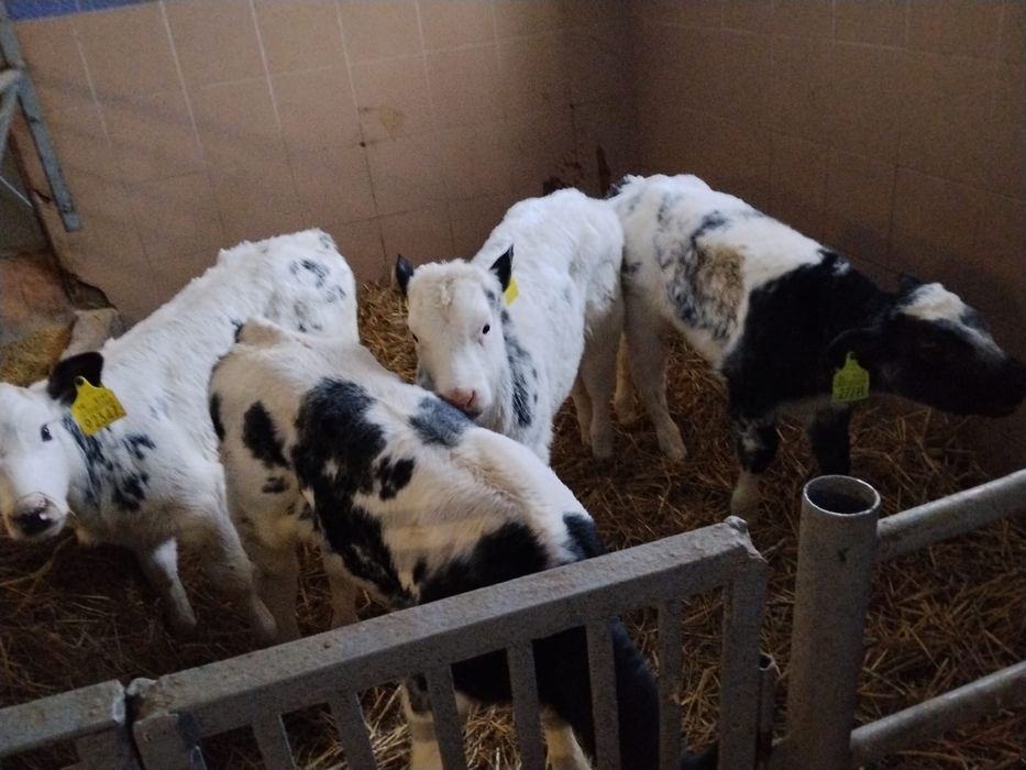 Sprzedam 8 sztuk jalowke