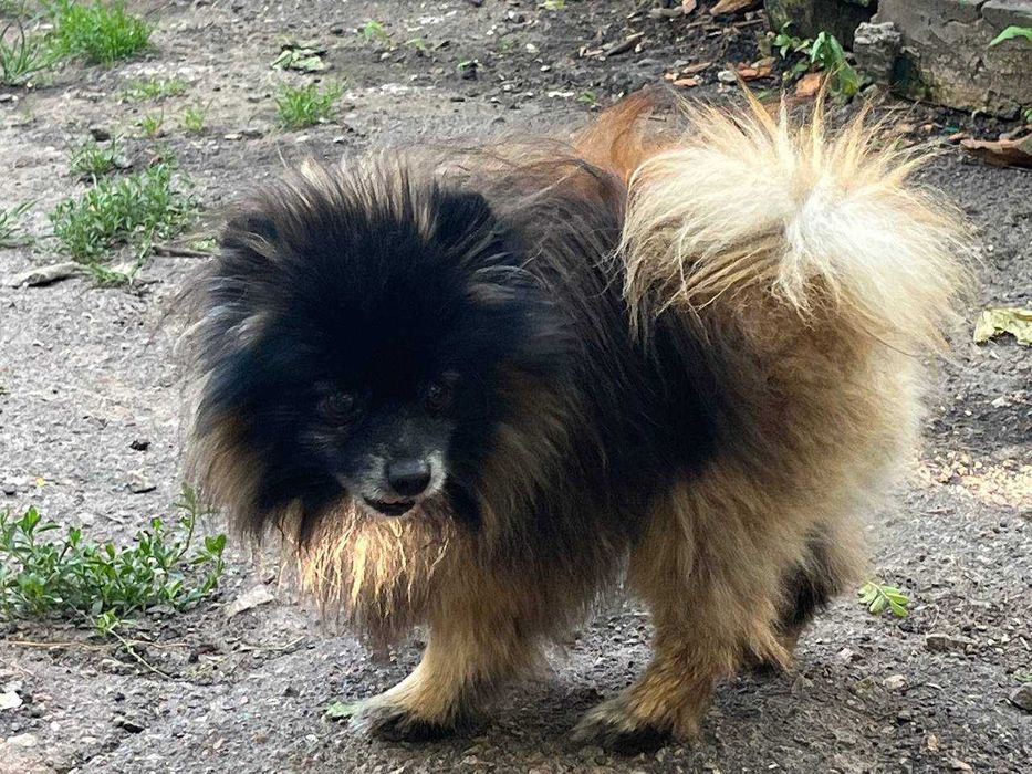 Померанский шпиц, шпицы, кобель Котыгорошек