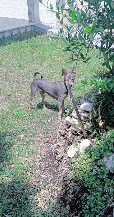Pinscher Macho/ Fêmea