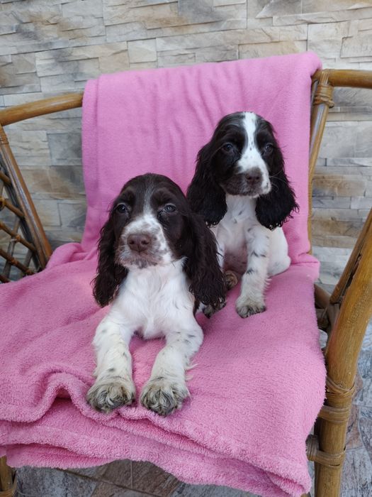 Suczka  Cocker spaniel angielski