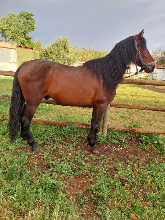 Cavalo 8anos 1.56m