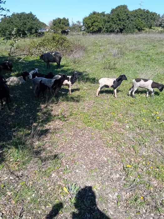 Borregos cruzados dorper